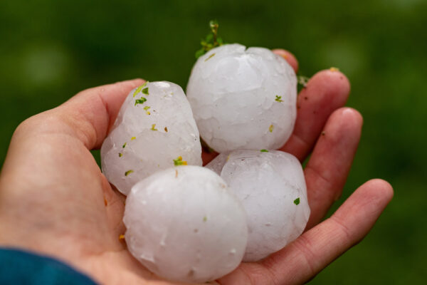 Huge hailstones after a severe thunderstorm in the hand of a young woman